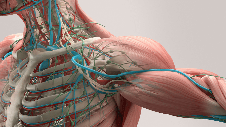 Strength training impacts bone, connective tissue, and muscles.